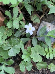 Ellisiophyllum pinnatum