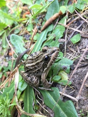 Leptodactylus luctator