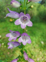 Penstemon campanulatus