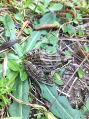 Leptodactylus luctator