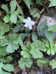 Ellisiophyllum pinnatum