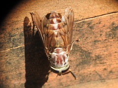 Tabanus calens