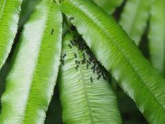 Dolichoderus thoracicus