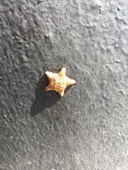 Asterina