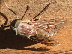 Tabanus calens