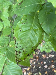 Acalitus ferrugineum