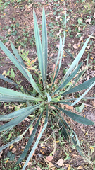 Yucca filamentosa