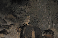 Bubo africanus africanus