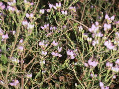Erica umbellata