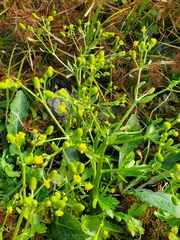 Halerpestes cymbalaria