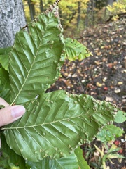 Acalitus ferrugineum