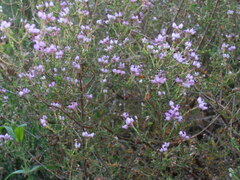 Erica umbellata