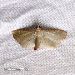 Hypsopygia nonusalis