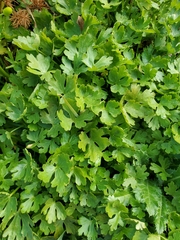 Halerpestes cymbalaria