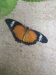 Cethosia penthesilea