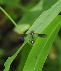 Tabanomorpha