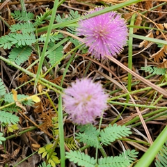 Mimosa microphylla