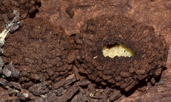 Protaetia opaca