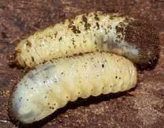 Protaetia opaca