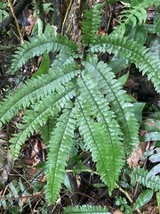 Adiantum pyramidale