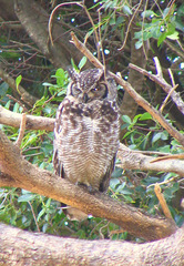 Bubo africanus africanus