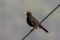 Turdus merula merula