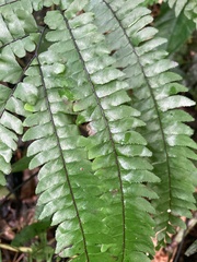 Adiantum pyramidale