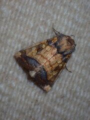 Papaipema cataphracta