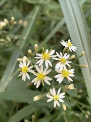 Aster taiwanensis