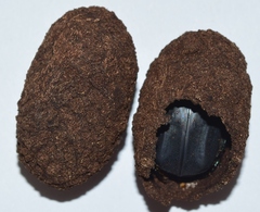 Protaetia opaca