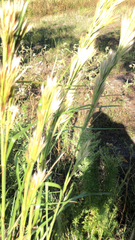 Andropogon glomeratus