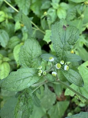 Dichrocephala integrifolia