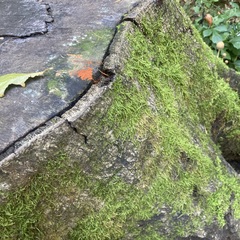 Hydropisphaera peziza