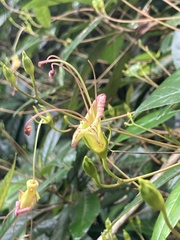 Gesneria pedunculosa