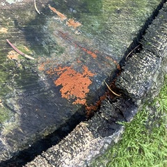 Hydropisphaera peziza