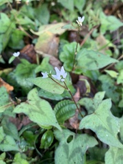 Persicaria biconvexa
