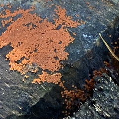 Hydropisphaera peziza