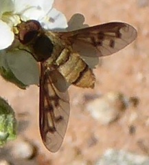Neodiplocampta