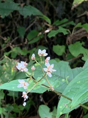 Persicaria biconvexa