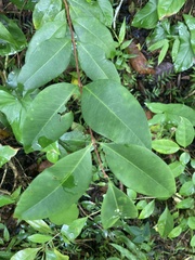 Eugenia pseudopsidium