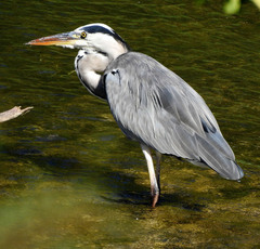 Ardea cinerea