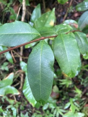 Eugenia pseudopsidium