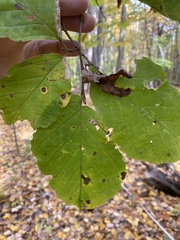 Hamamelis