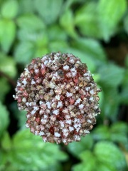 Lecanthus peduncularis