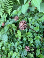 Lecanthus peduncularis