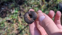 Chroogomphus rutilus