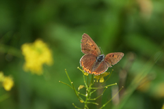 Lycaena