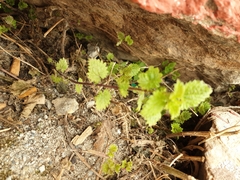 Urtica chamaedryoides