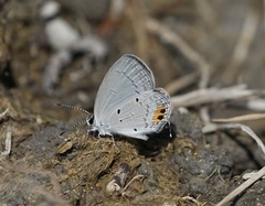 Everes lacturnus