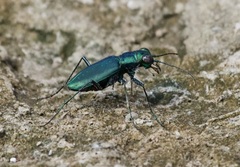 Cicindela nigrocoerulea